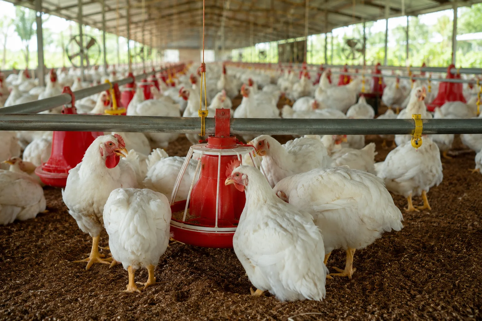 Good Chicken Farming Practices